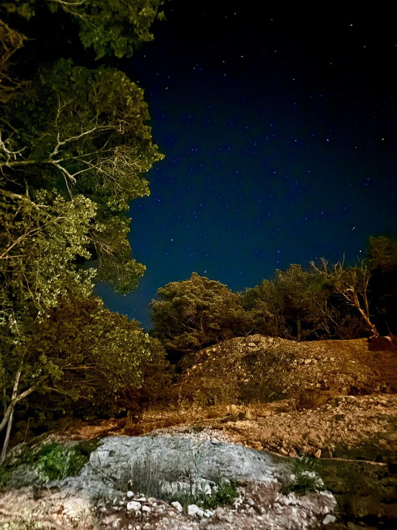 A dark sky full of stars above the trees